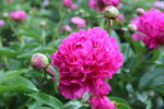 芍药花
