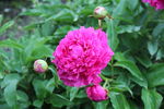 芍药花