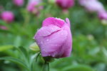 芍药花