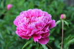 芍药