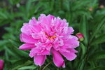 芍药花