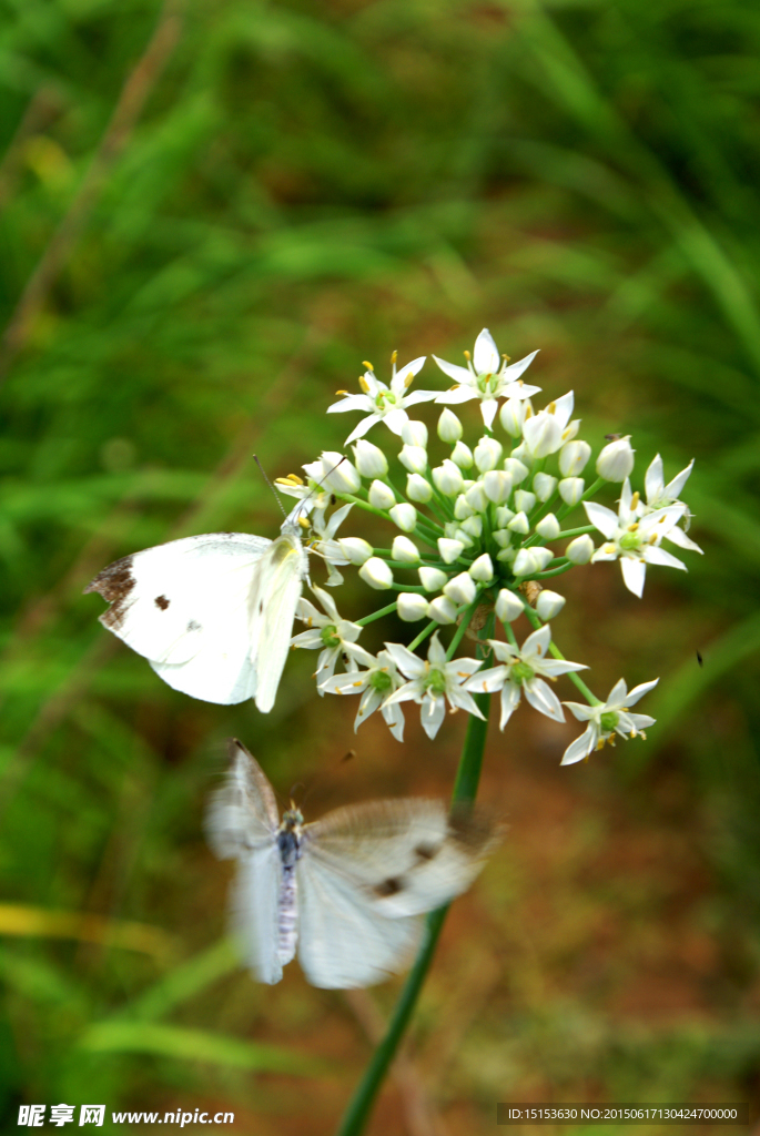 蝶恋花