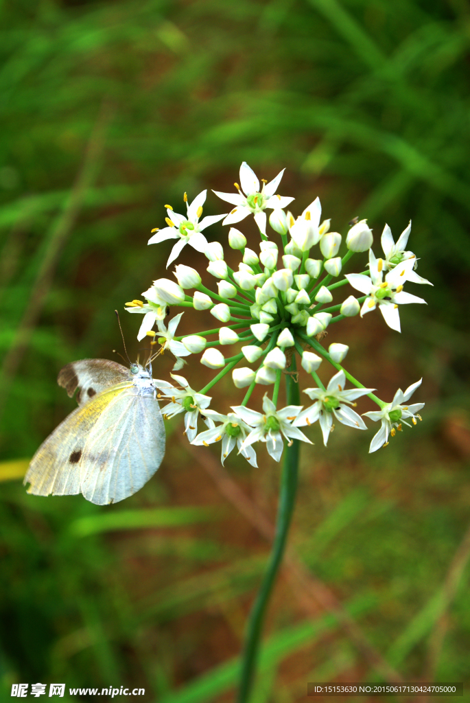 蝶恋花