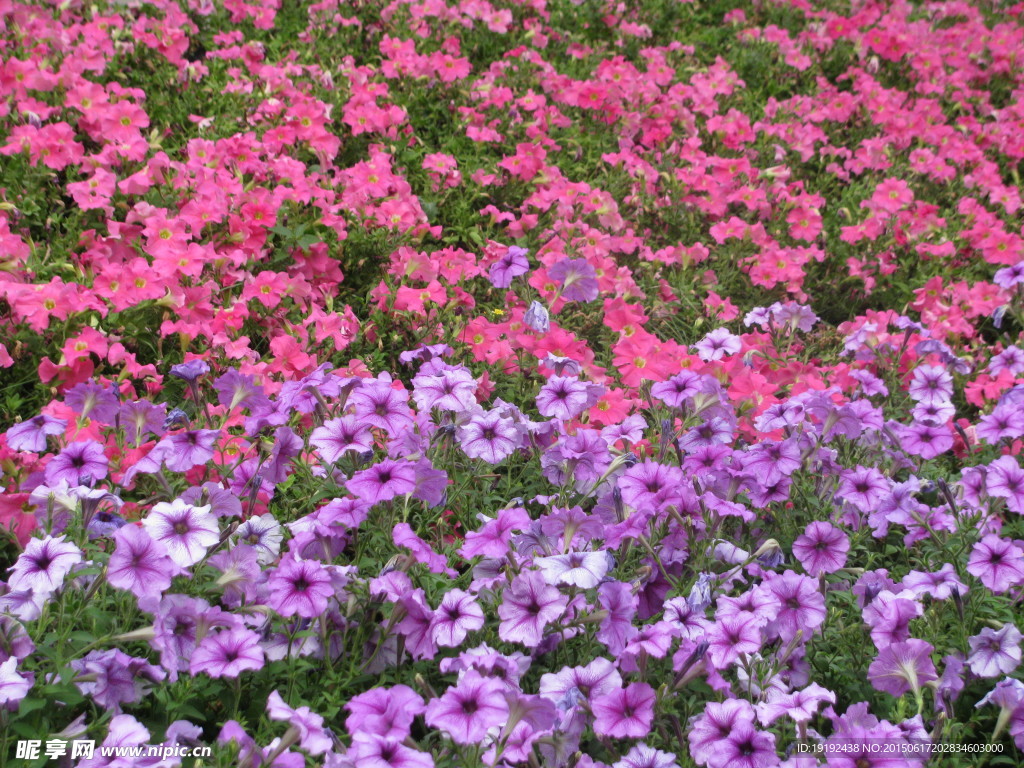 花卉背景素材
