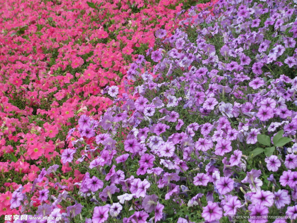 花卉背景素材