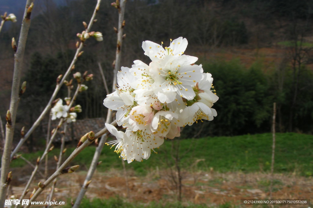 樱桃花