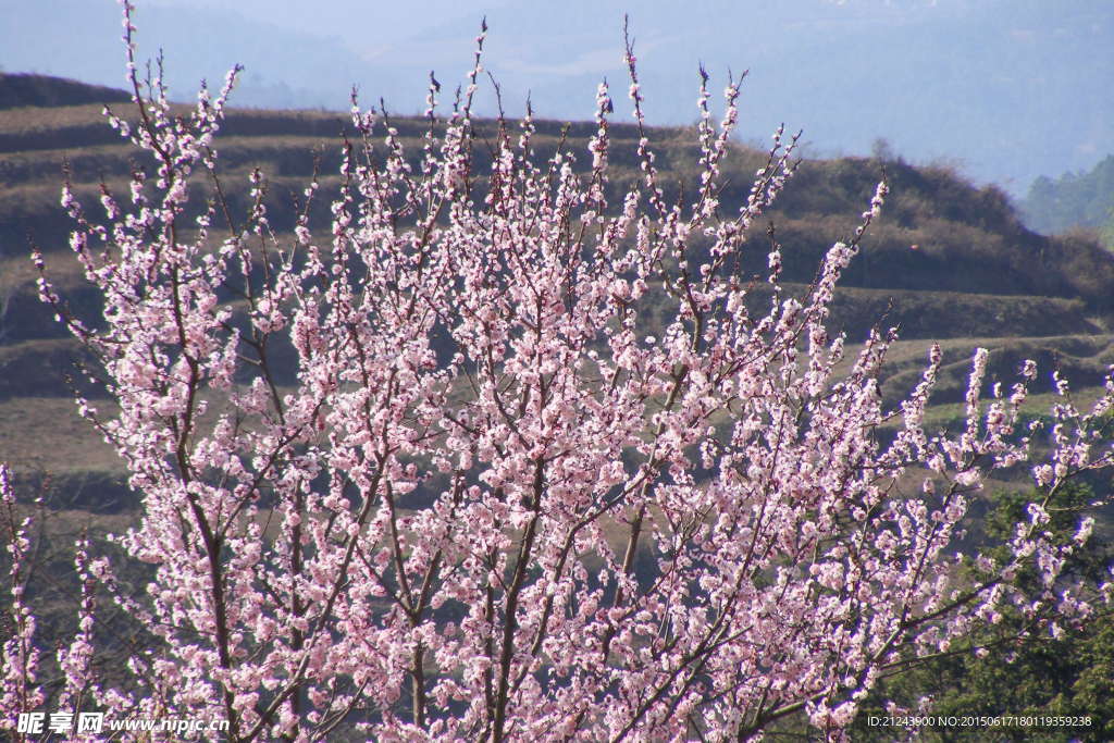 杏子花开