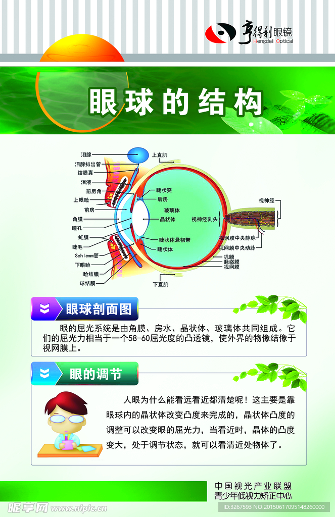 眼睛结构