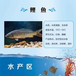 鱼简介