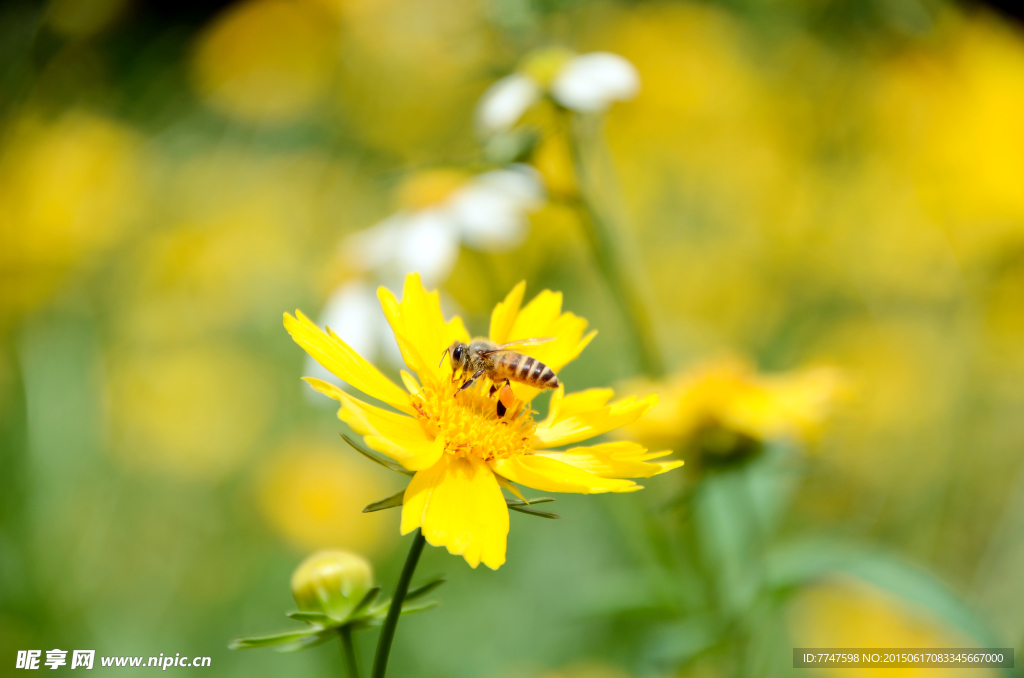 小野花蜜蜂