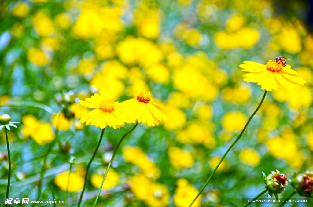 野菊花