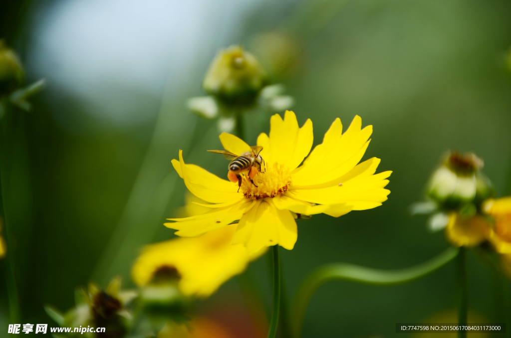 波斯菊