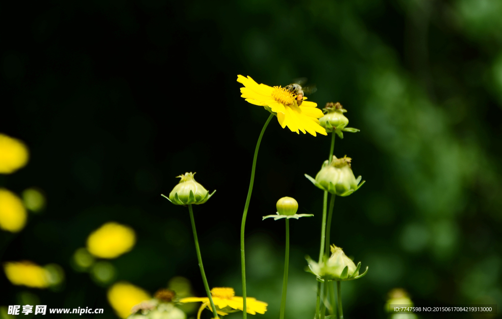 波斯菊