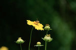 蜜蜂野菊花