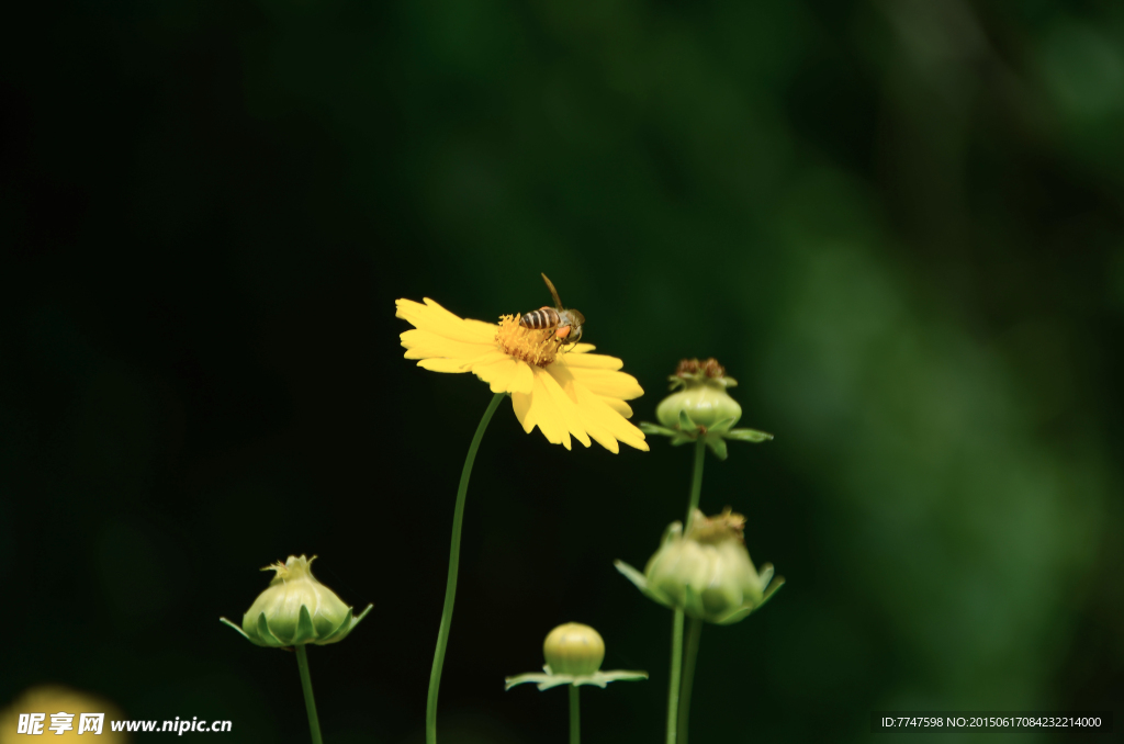 蜜蜂野菊花