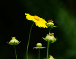 野菊花