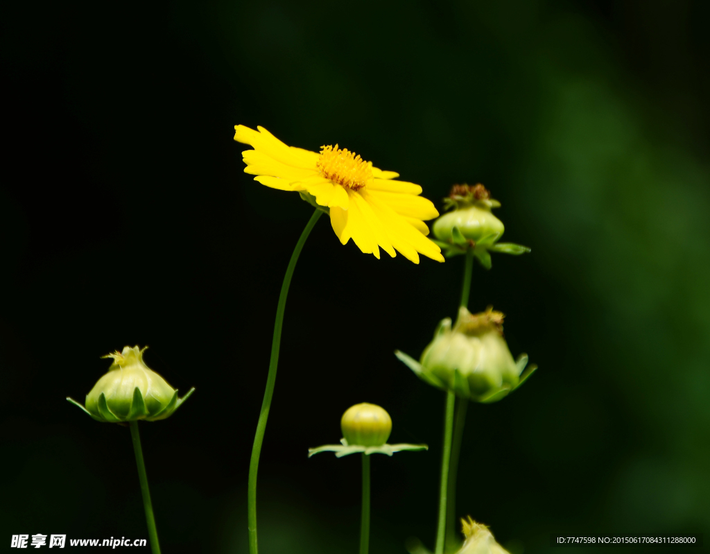 野菊花