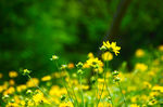 小菊花
