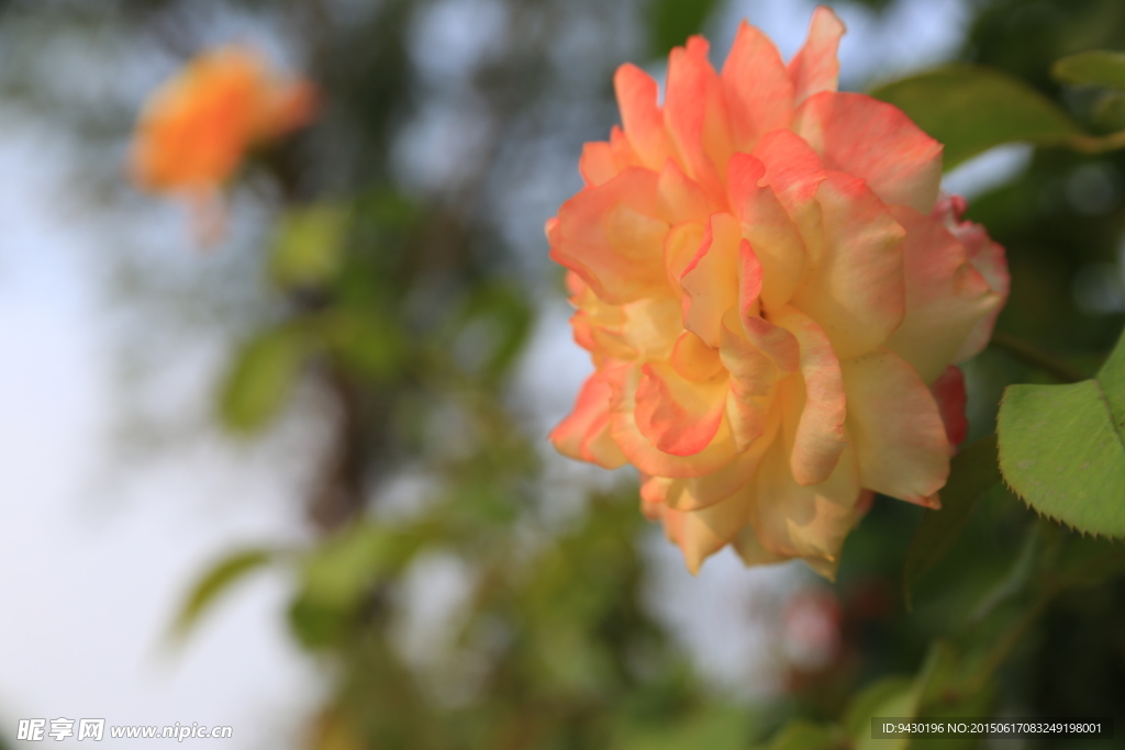 月季花
