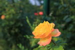 月季花