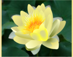 绽放的莲花透明flash素材