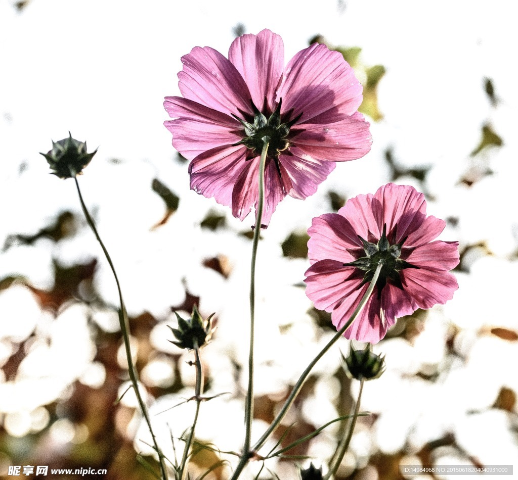 花色小花