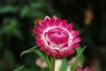 红色菊花