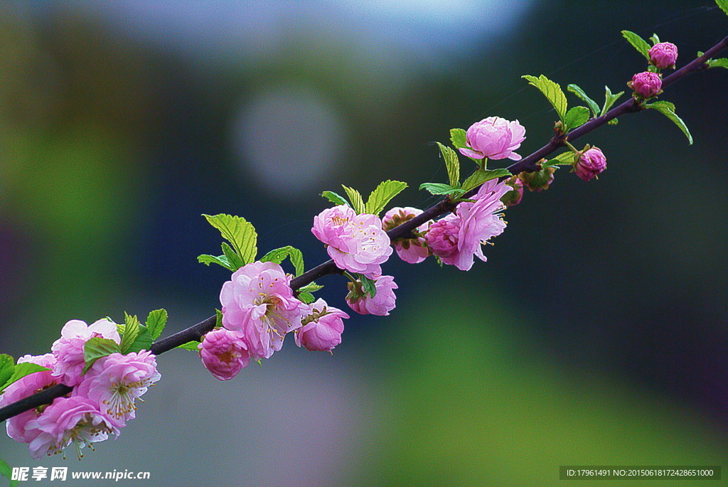 唯美桃花