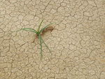 一棵小草