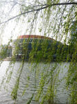 柳树与建筑