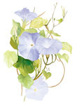 手绘牵牛花
