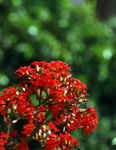 花卉特写