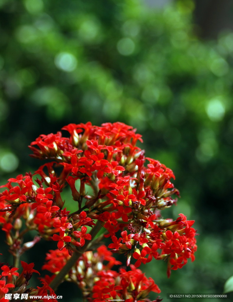 花卉特写