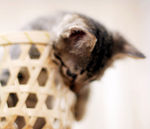 筐子里的小猫