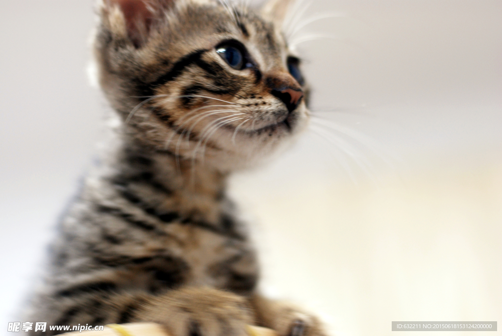 小猫特写