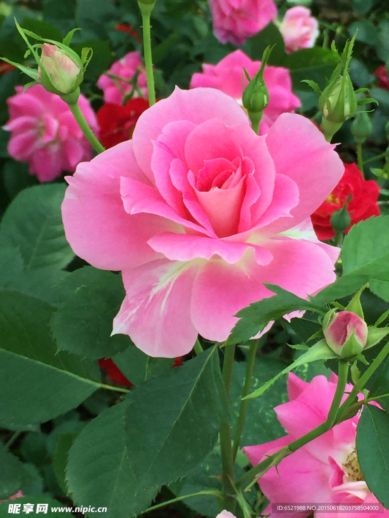 月季花