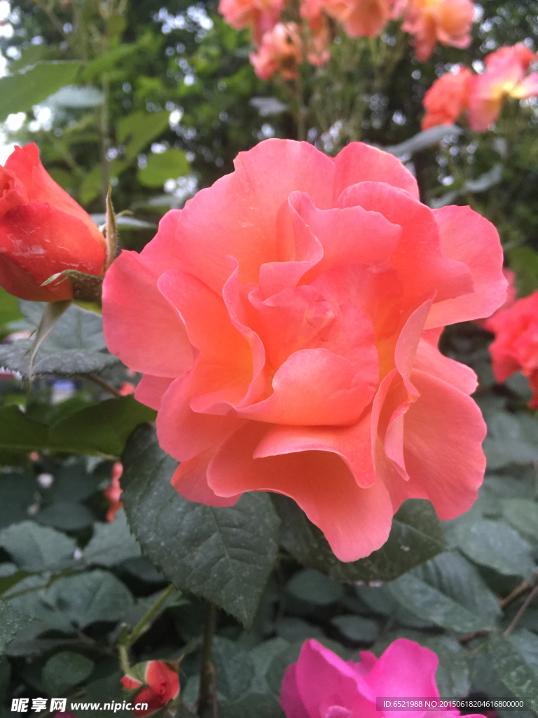 木芙蓉