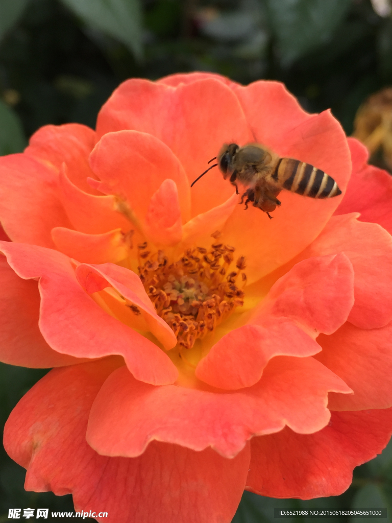 蜜蜂
