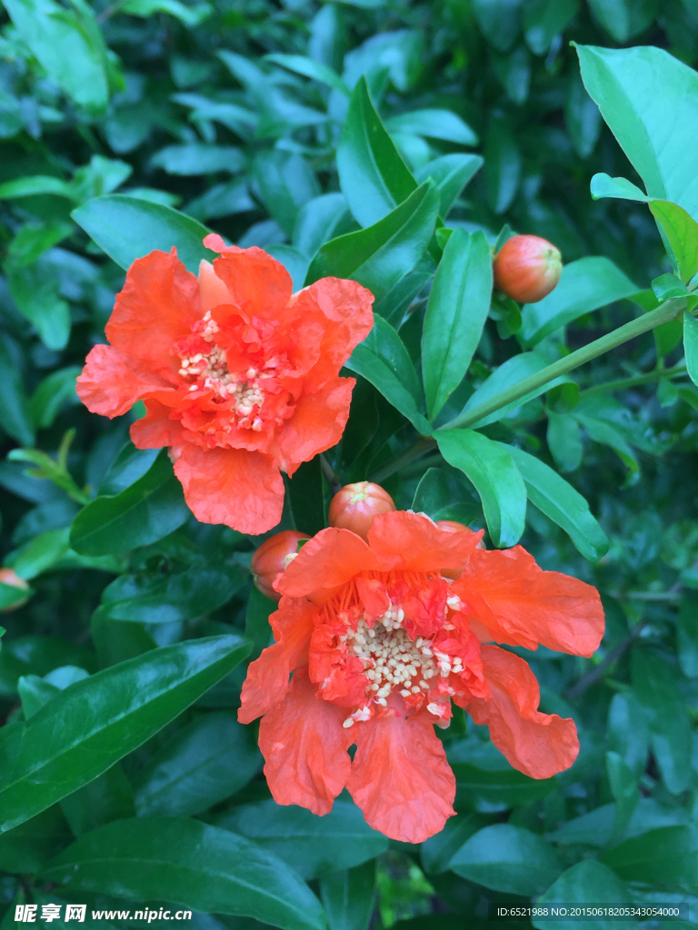 石榴花