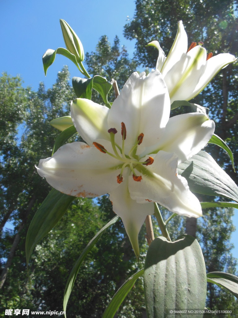百合花