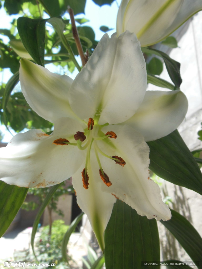 百合花