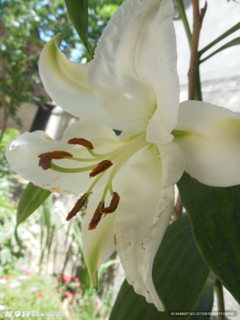 百合花