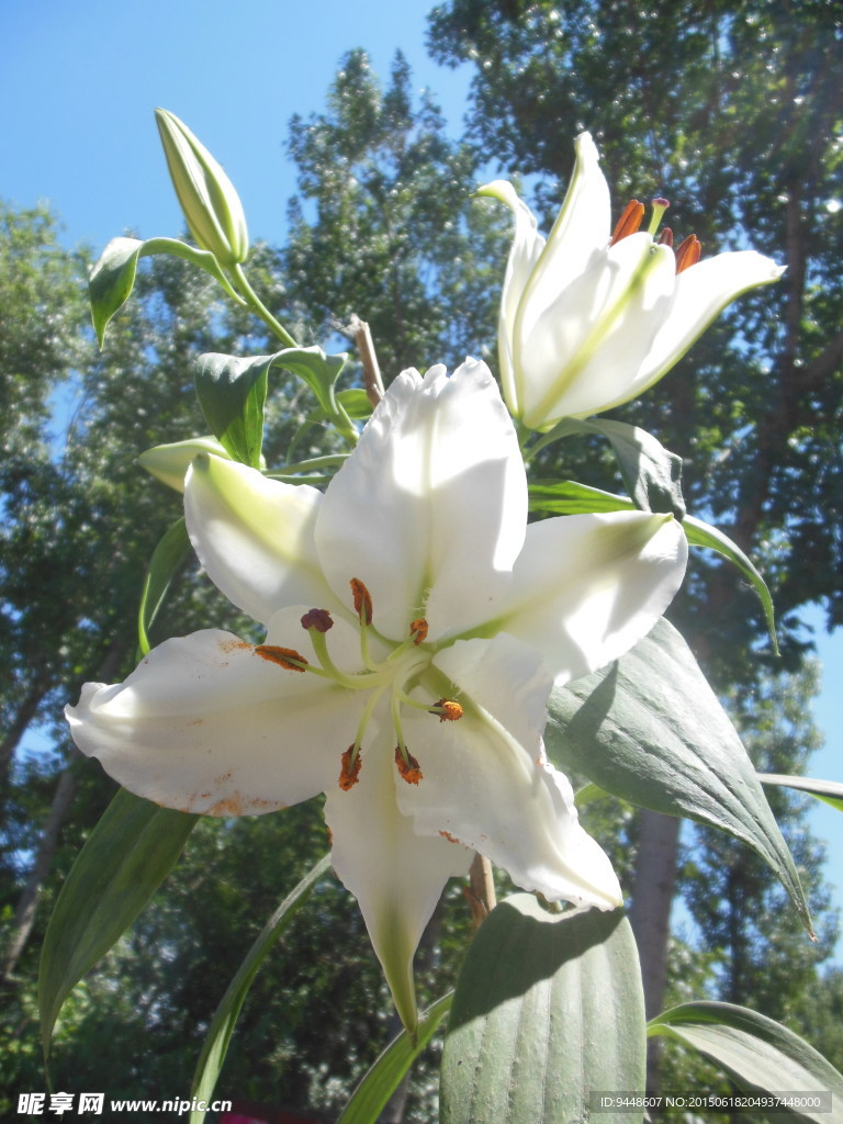 百合花