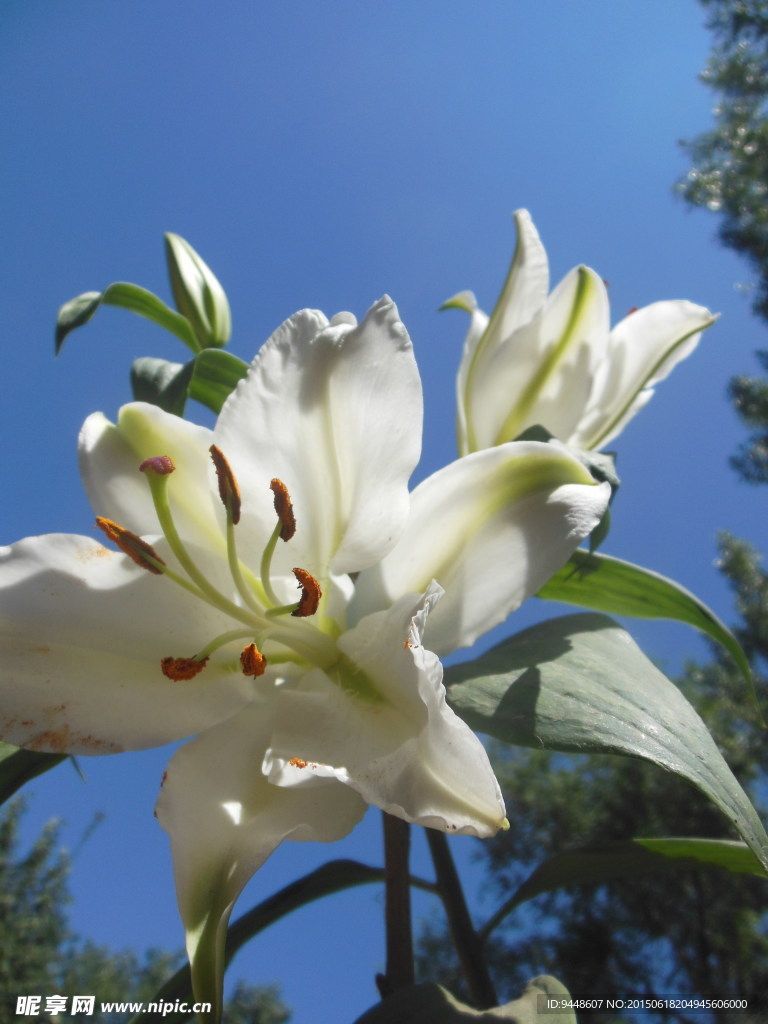 百合花