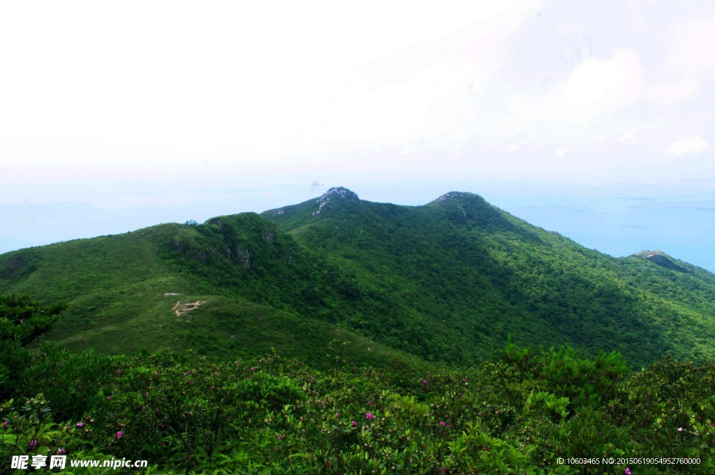 海山风光 山花烂漫