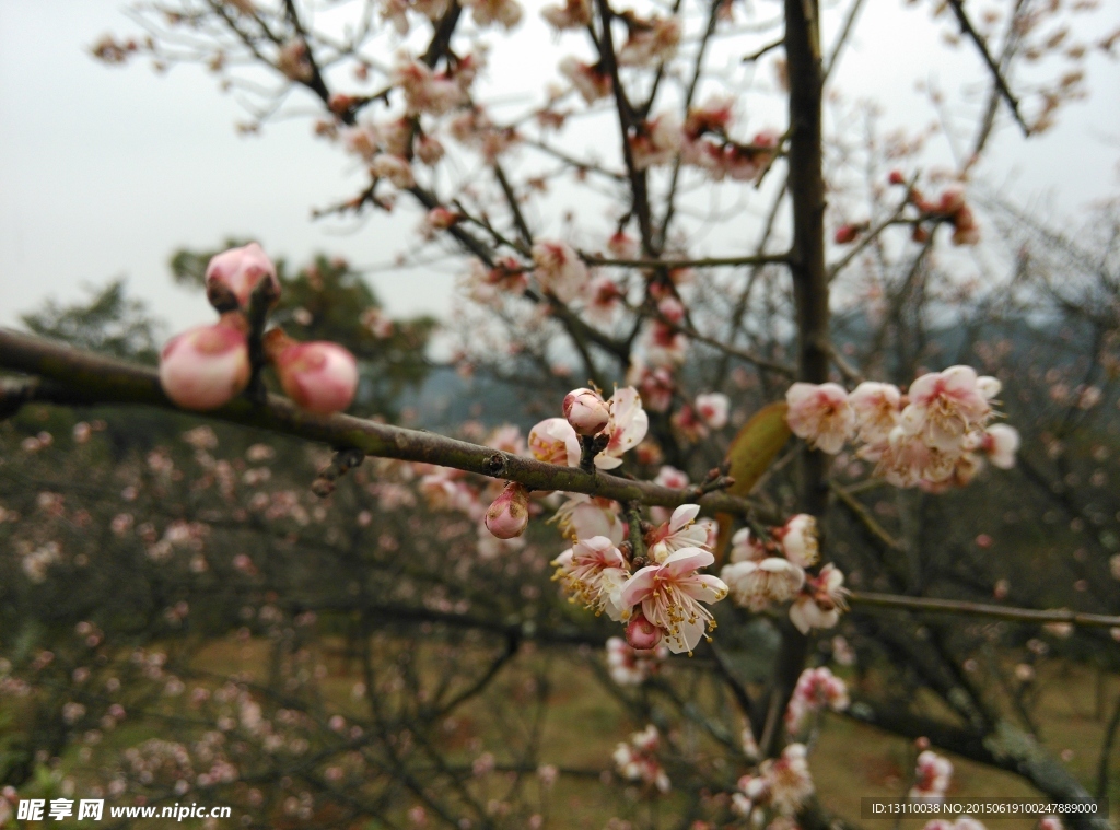 梅花