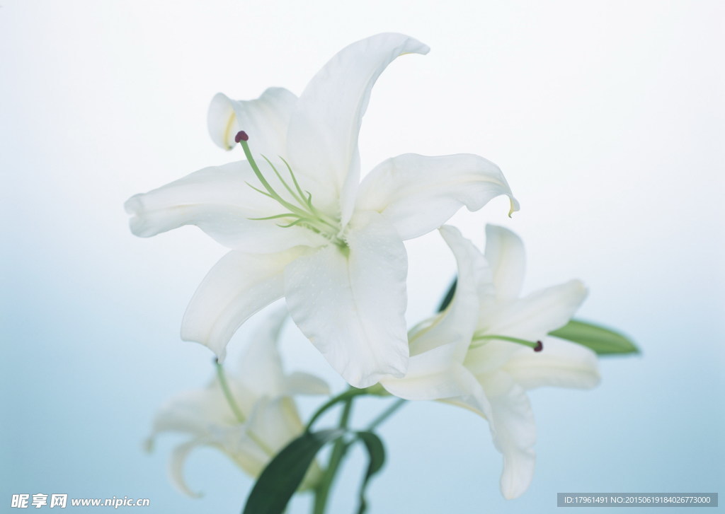 唯美百合花