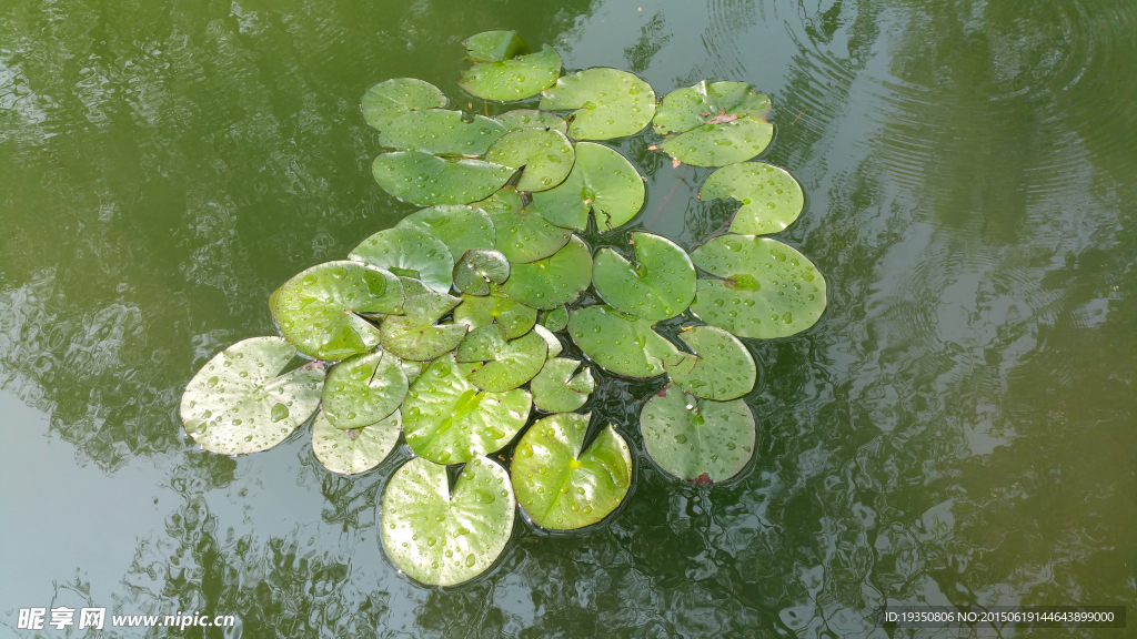 池塘水面上的睡莲