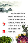 白茶 茶文化