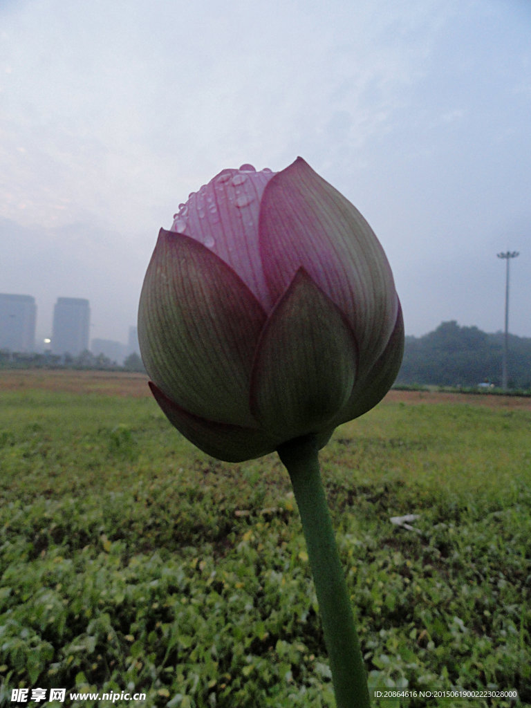 荷花